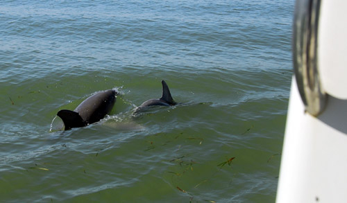 Momma and baby by the boat