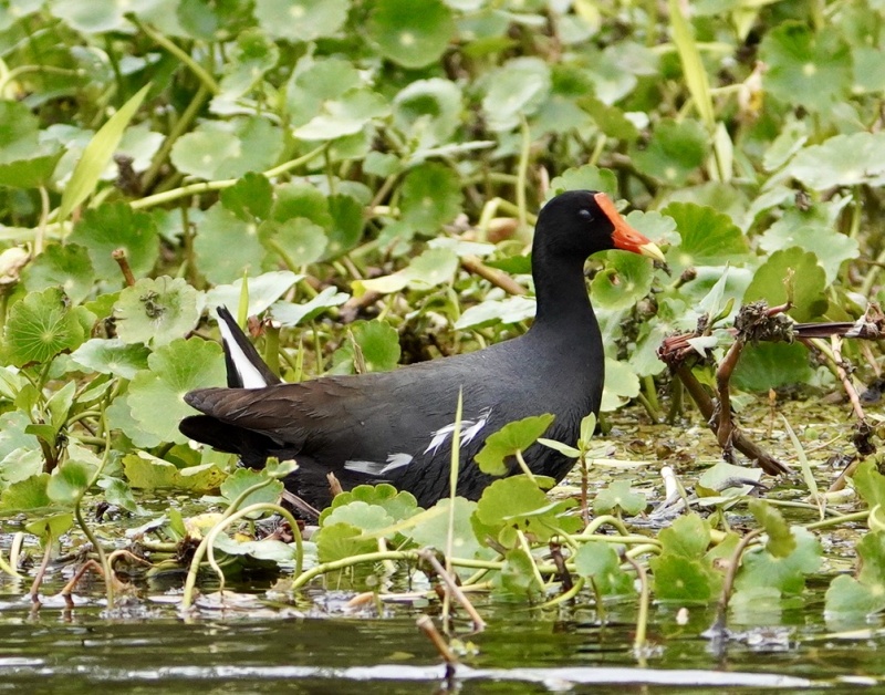 Moorhen