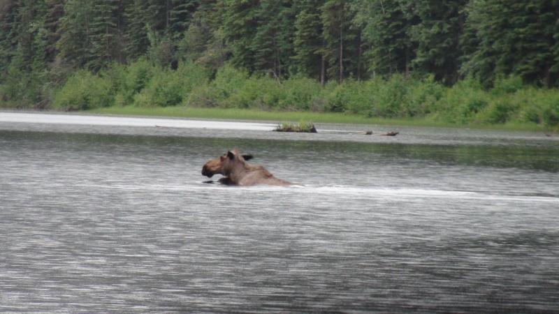 Moose at our anchorage in Flanigan\'s Slough 378 miles down river