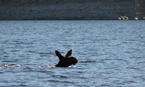 Moose on the loose!