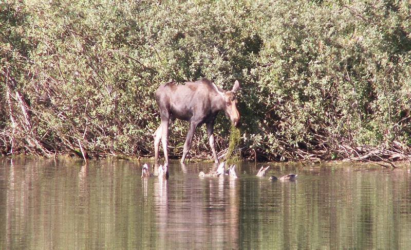 Moose - Upper Priest Lake - 8-22-07
