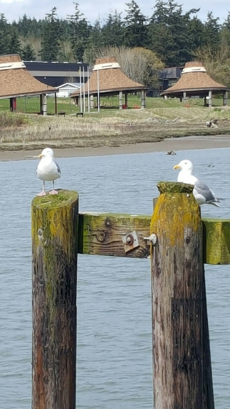 More birds