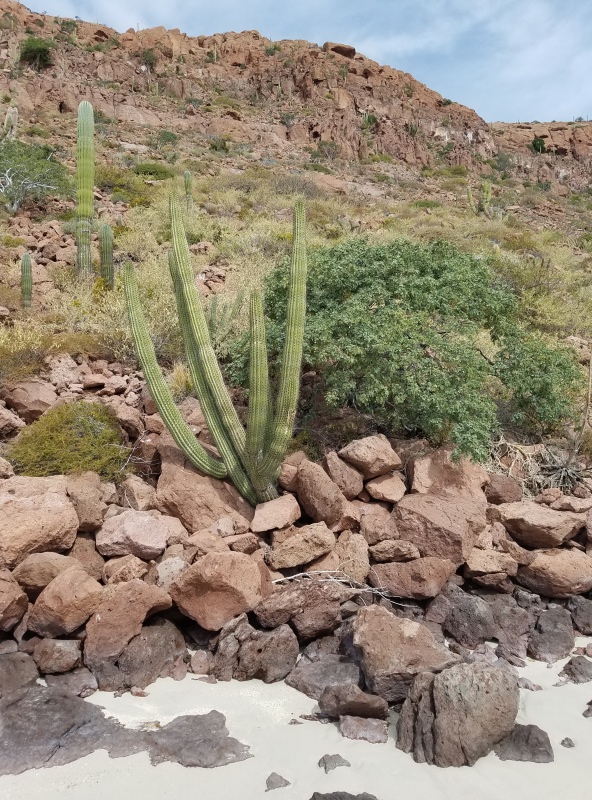 More cactus on the beach Calita Partida.