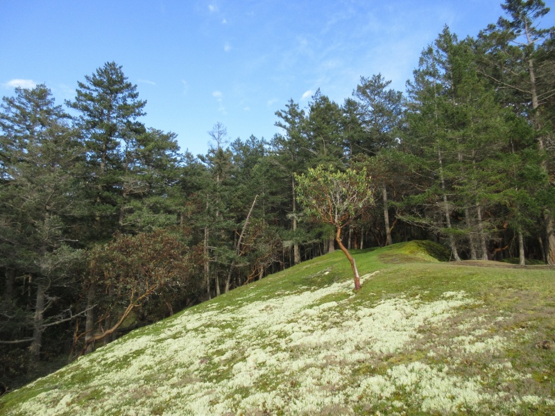 More colorful moss...the photos don\'t do justice