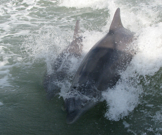 More dolphins playing in our wake