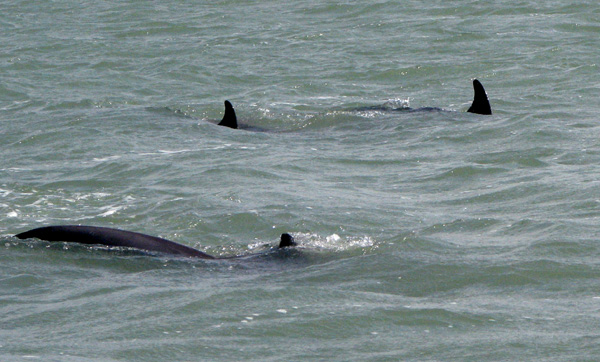 more dolphins