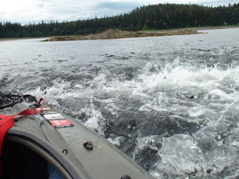 more fish waves