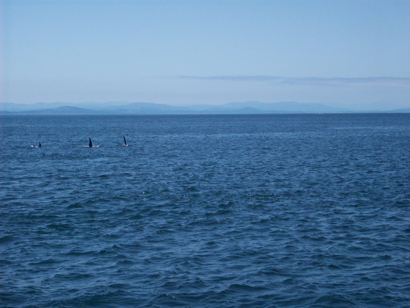 more from Haro Strait