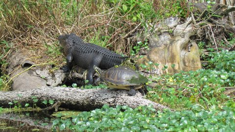 more reptiles