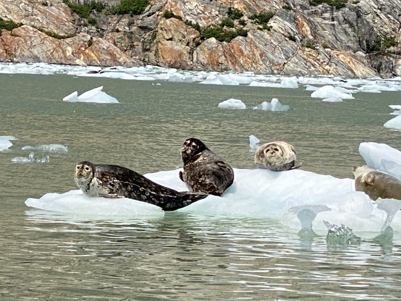 More seals