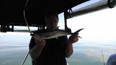 More Spanish mackerel thanks to a piece of Mr. French Grunt