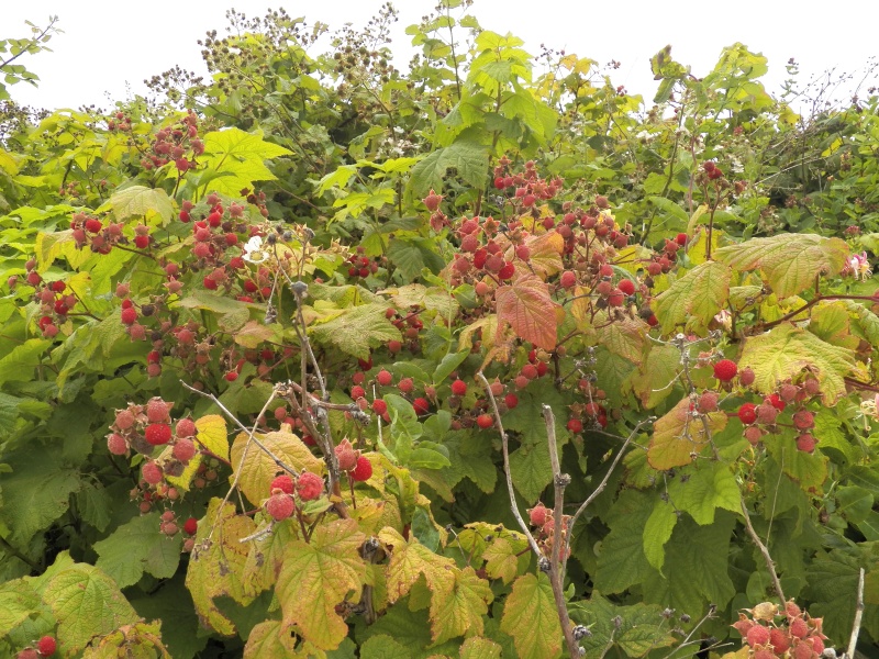 More thimble berries than I had ever seen.