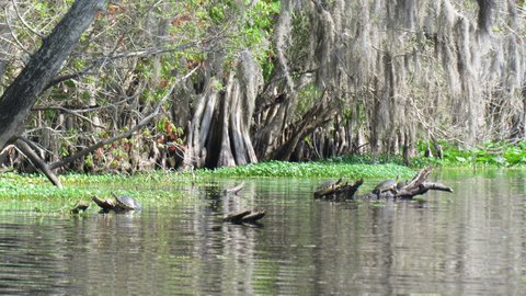 more turts