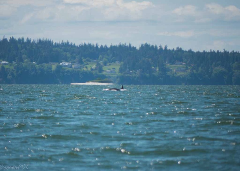 More whales just north of Everett - East side of Whidbey Island
