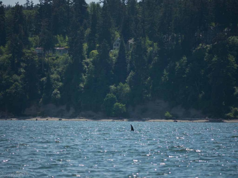 More whales just north of Everett - East side of Whidbey Island