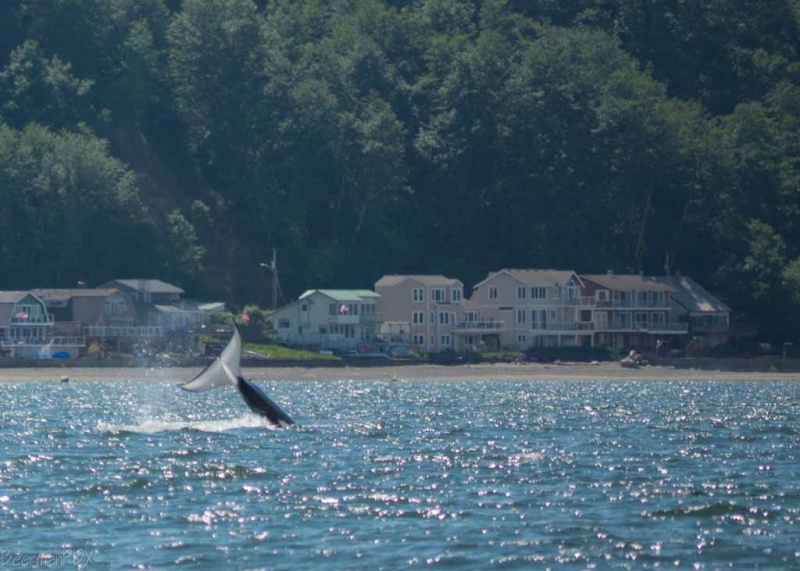 More whales just north of Everett - East side of Whidbey Island