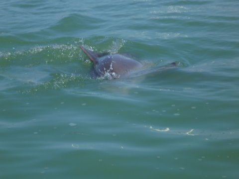 More wildlife Boot Key