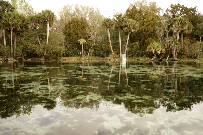 Morning, calm water at Silver Glen Springs