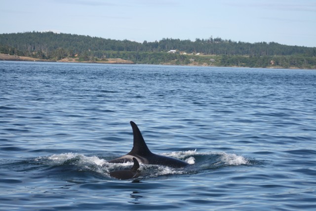 Mother and Baby orca between Alden Bank and cherry point refinery