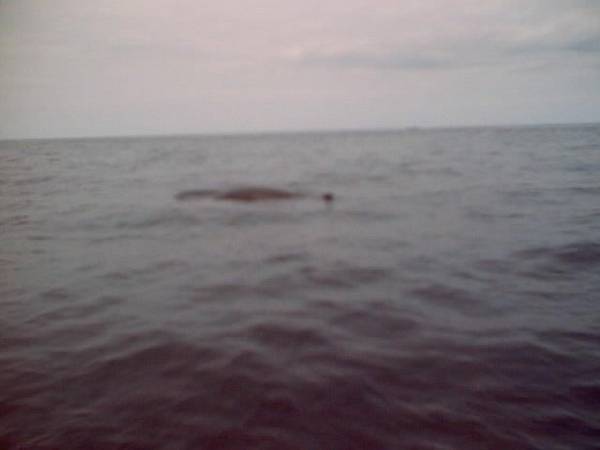 (Mr. Fisherman) A C-Dory admirer
