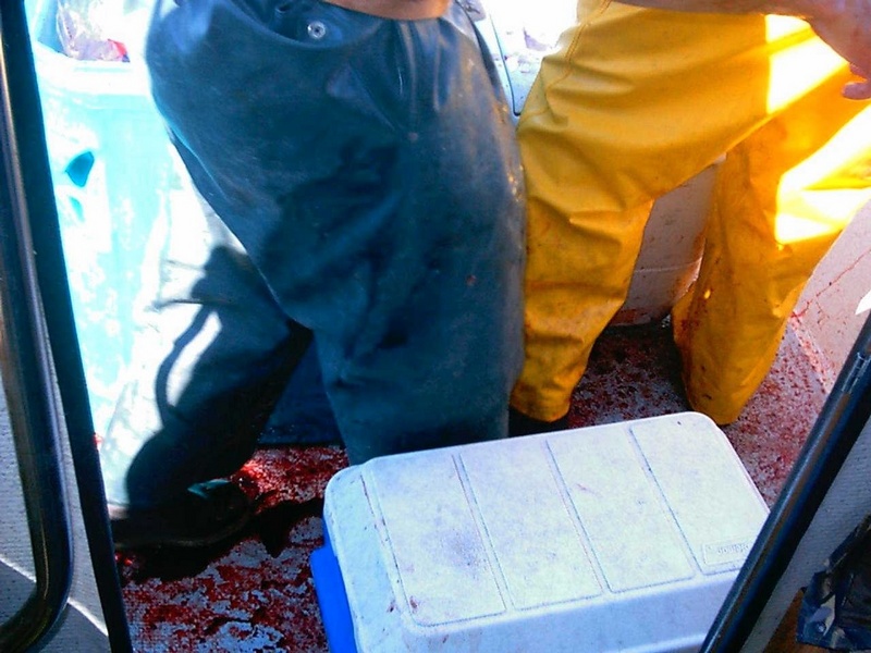 (Mr. Fisherman)