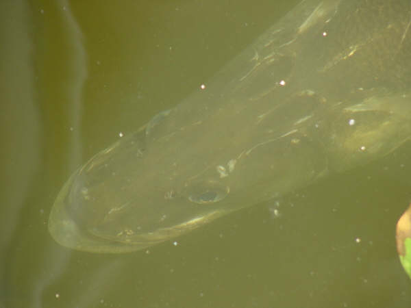 Mr. Snook