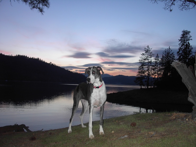 My dog, my lake, and my boat (not pictured).  Life is good!