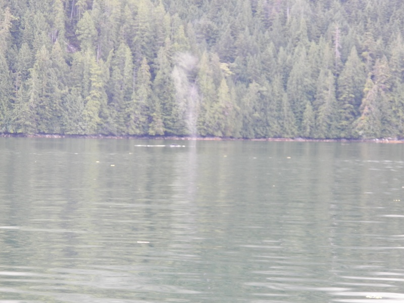 My one picture of a whale.  I've given up on getting a picture of a whale breaching.