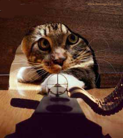My TomCat when I post something