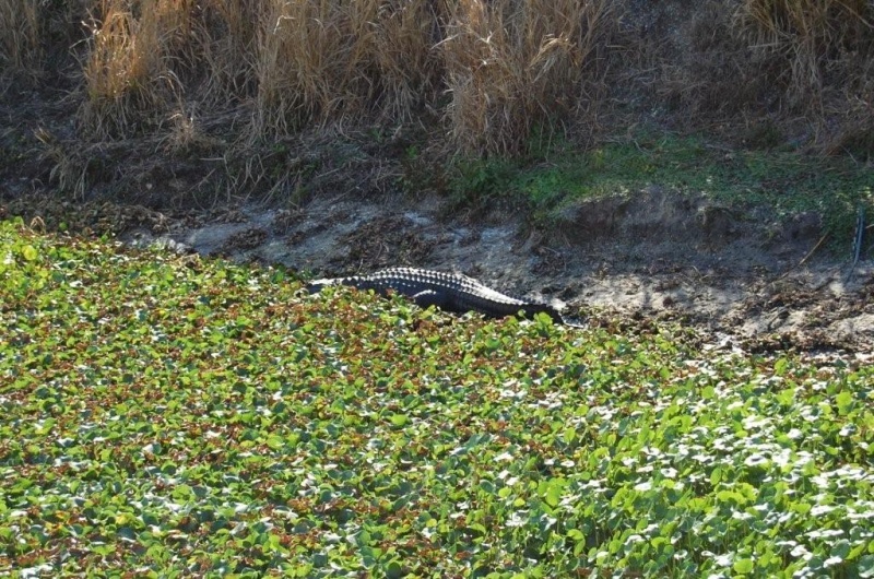 My watch gator