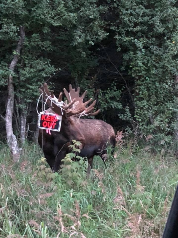 Neighborhood bull with the new (californian)Neighbor sign.