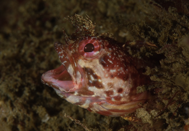 Neoclinus stephensae Yellowfin fringehead