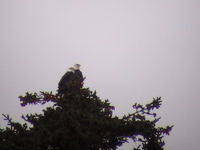 Nesting eagles - Sentinal Island