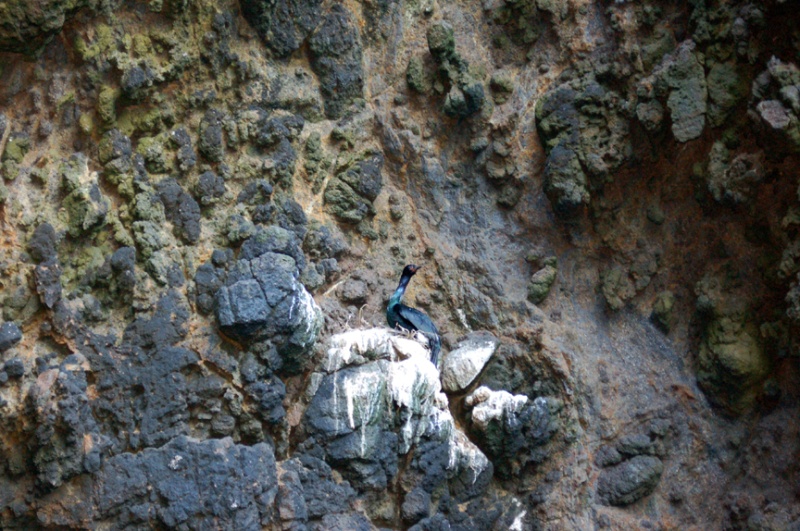 Nesting on the cliff above Landing Cove.