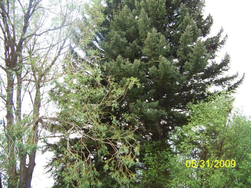 Nesting Tree-single chick is on nest center of tree toward top