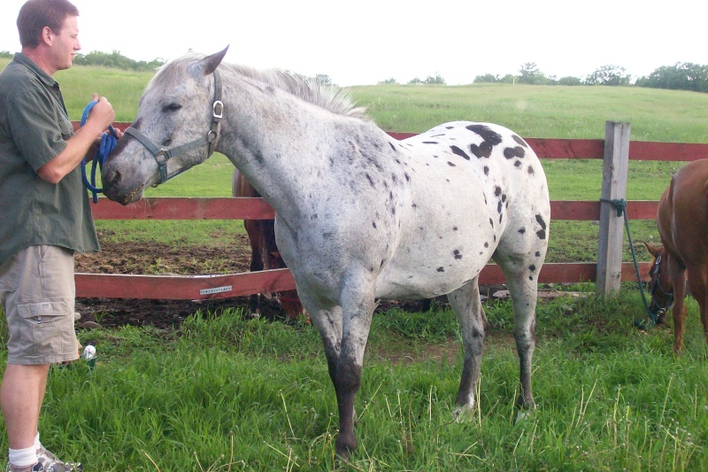 New Appaloosa gelding "Charlie Blue"