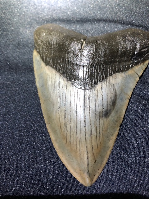 Nice 5" megaladon tooth fossil from Low Country South Carolina river bottom!