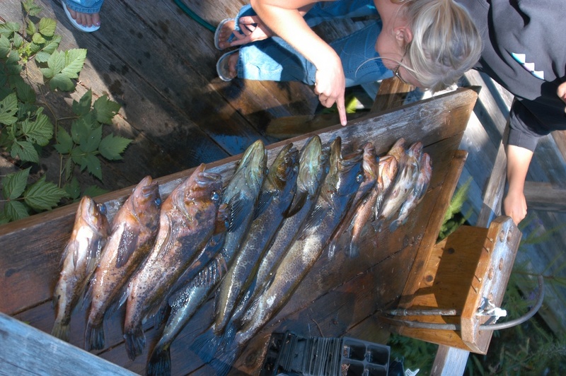 Nice Catch