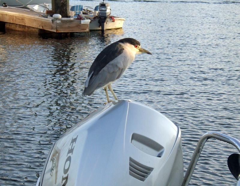 Night Heron on our motor