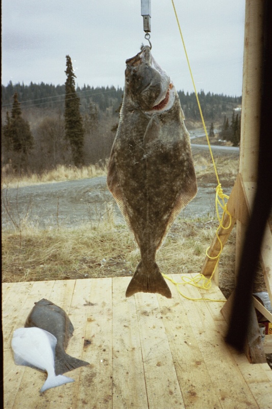 Ninilchik