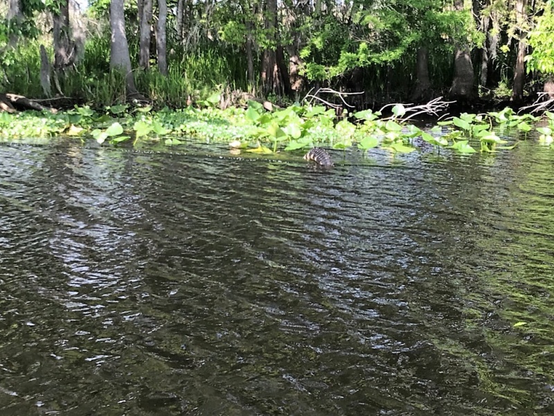 Non photogenic alligator jumping off log
