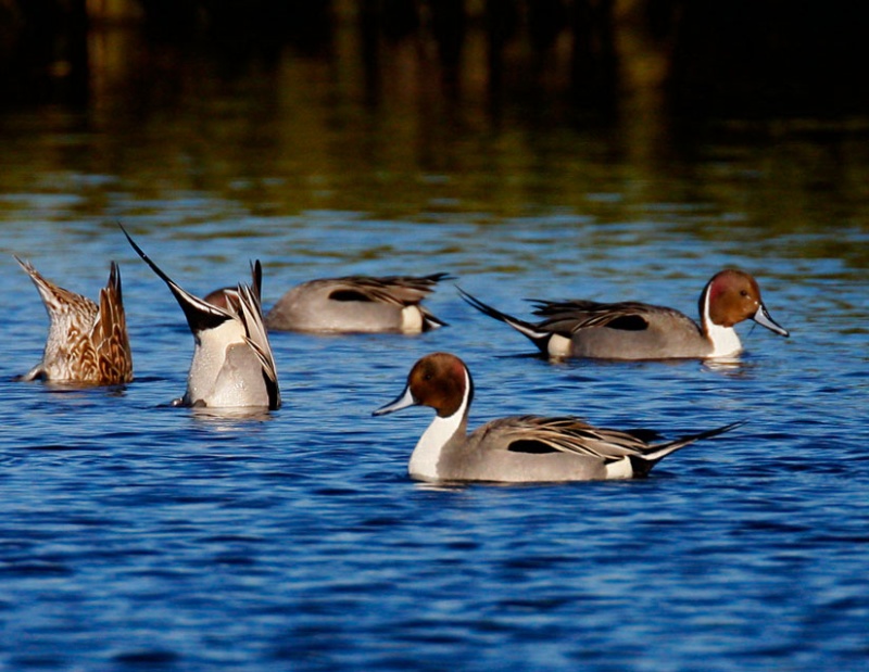 Northern Pintails at Play