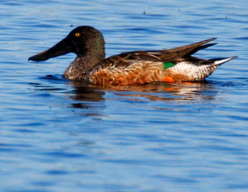 Northern Shoveler