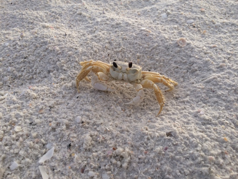Not seen often by us...a \"ghost crab\"