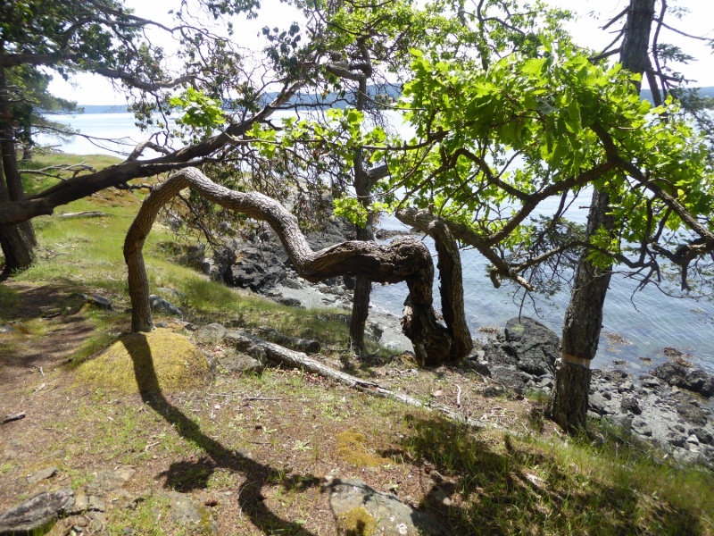 Not sure how some of these trees stay up!
