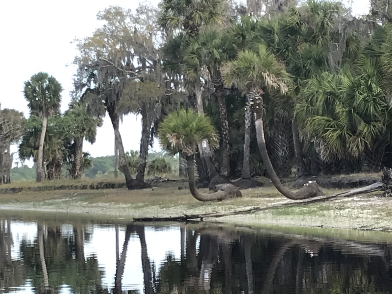 Notice how these palm trees fell over and still continued to grow straight up.