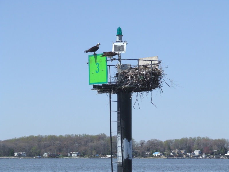 (nscogin) Ospreys