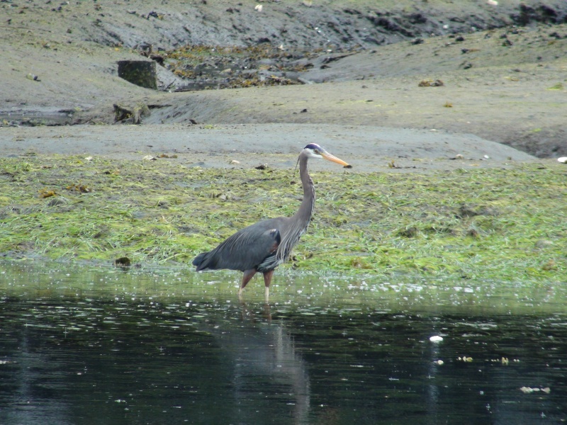 Off the Pelican docks