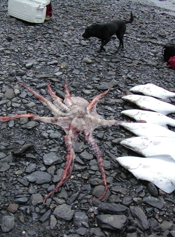 Oh my gosh, more fish, and a strange one at that