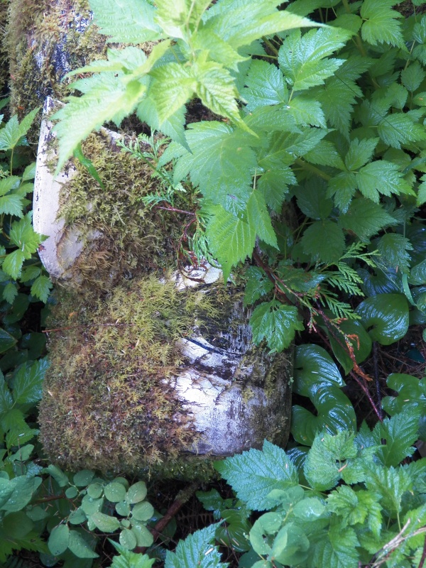 Older totems.